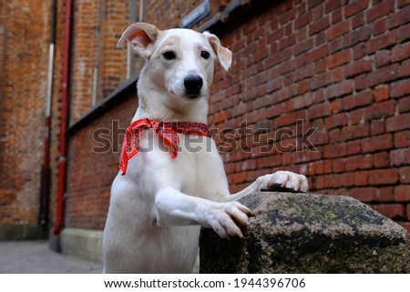 A white mongrel dog with a colored neckerchief stands on its hind legs against the background of St. Peter's Cathedral in Riga