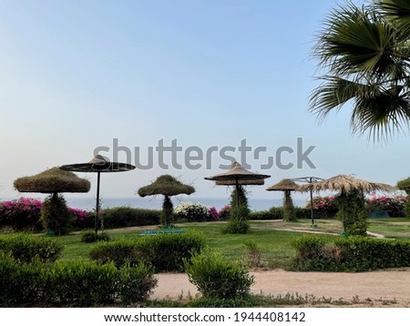 sea hotel with aleys and palms.Palm trees and footway in tropical garden on Red sea coast, Sharm el Sheikh, Egypt.