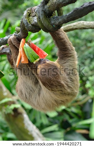 A sloth eating fruits on the tree in the park.