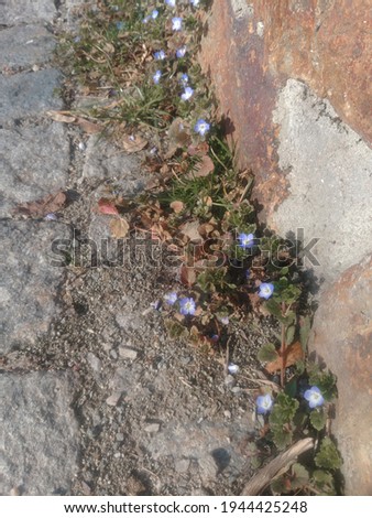 Spring flowers at the stone walls