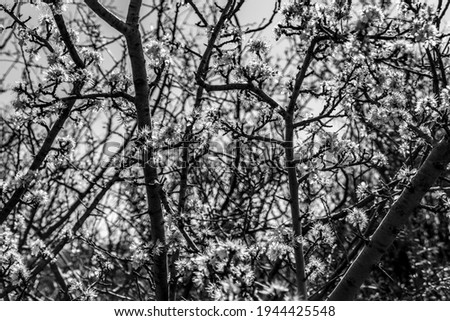 A closeup shot of white flowers on tree branches against a blurred background in grayscale