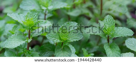 Mint plant, peppermint, leaves of mint growing at vegetable garden Royalty-Free Stock Photo #1944428440