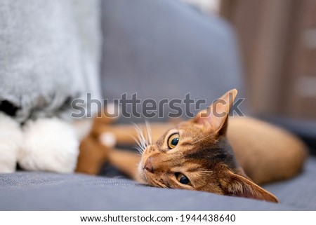 Cute Abyssinian cat lying on a gray sofa at home and playing with a mouse. Beautiful close up view. Shiny cat eyes.