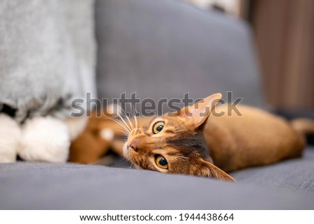 Cute Abyssinian cat lying on a gray sofa at home and playing with a mouse. Beautiful close up view. Shiny cat eyes.