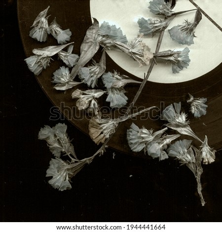 Dry flowers on scratching vinyl record music closeup background. Low key night retro photo. Nostalgia music pattern. Old vinyl plate. Melancholy vintage stylized photo.