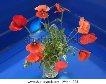 Nice bouquet of red poppy flowers