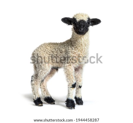 Profile of a lovely Lamb Valais Blacknose sheep three weeks old Royalty-Free Stock Photo #1944458287