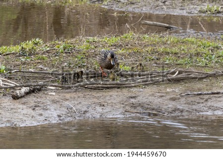 A selective focus shot of Wood Duck with babies standing in the middle of the pond