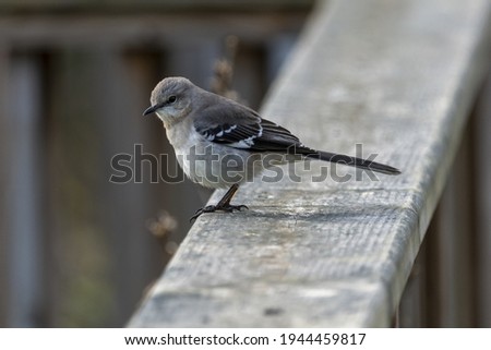 A closeup shot of a little Northern Mockingbird on a wooden fence
