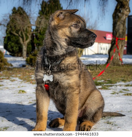 A profile picture of an eleven weeks old German Shepherd puppy in a snow covered garden. Picture from Scania county, Sweden