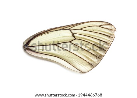 In state of decomposition white and black wing of a dead butterfly on white background