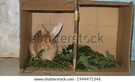 view of a pet rabbit enjoying food in its simple cage