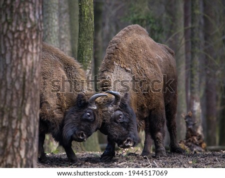 Bison fighting in the cool evening forest