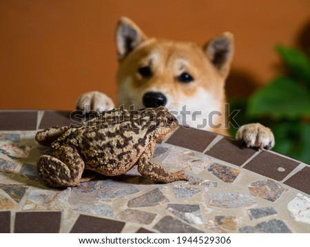 The dog saw a toad sitting on the table