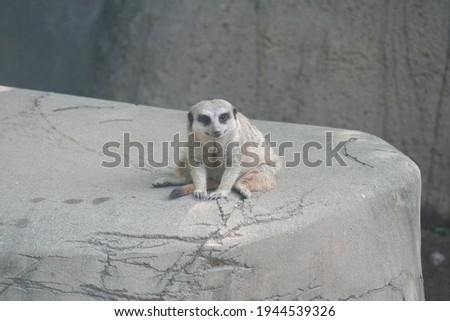 Meerkat sitting on rock at zoo