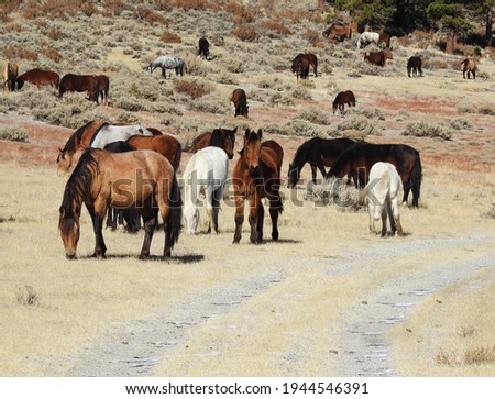 Wild horses roaming the Sierra Nevada Foothills, in Mono County, California.