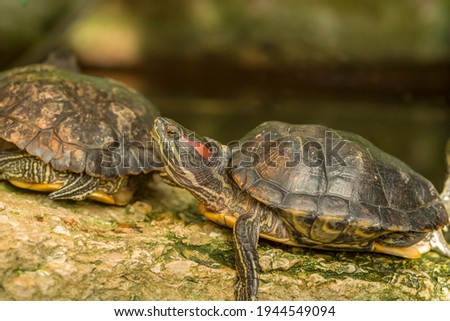 Two turtles are sitting on a stone in an artificial pond. Resident of the Botanical Garden.