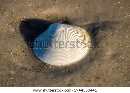 Picture of a seashell  on the beach
