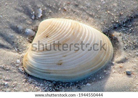 Picture of a seashell  on the beach