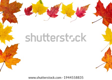 Frame from autumn colorful leaves of different types on a white background.