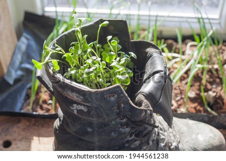 Flowers in a shoe. An old army boot serves as a flower pot.