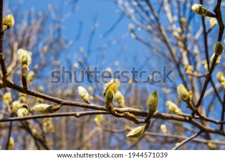 Magnolia flower bud in early spring against the blue sky. Magnolia tree in early spring with young flower buds