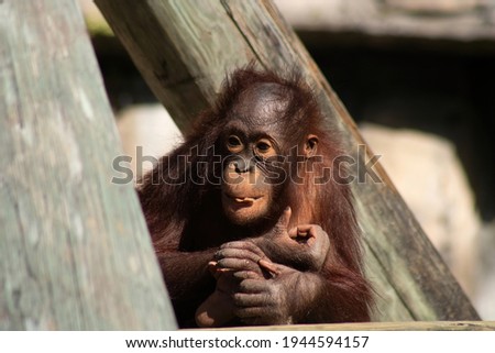 Picture of a baby orangutan