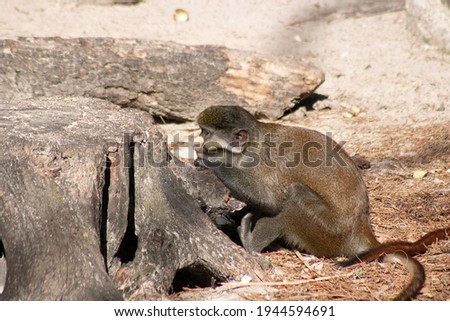Picture of a small monkey