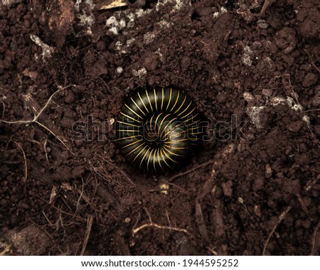 millipede, better known as "snake louse" in southern Brazil