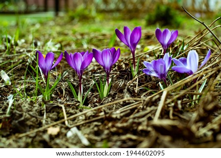 Crocuses as the first signs of spring