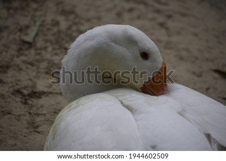White duck taking rest, India, Amethi.