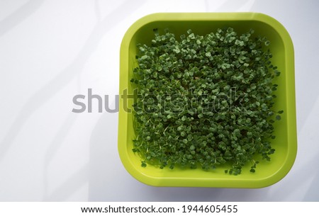 In the photo, a container for germinating seeds of micro-green arugula sprouts on a white background. The process of growing fresh micro-greens from seeds at home. 