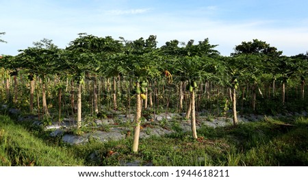 
Grow or maintain our own organic garden with organic fruit plants, organic papayas in the tropics			 Royalty-Free Stock Photo #1944618211