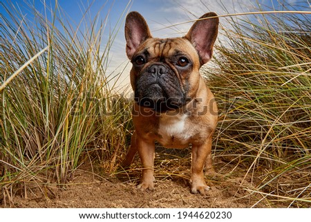 Funny and Cute French Bulldog standing in a sand dune with ears up