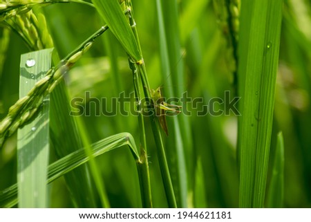 Green grasshopper eats young rice leaves