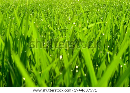 Background of dew drops on bright green grass.