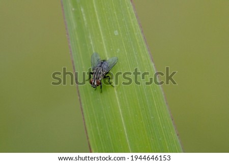Adult Flesh Fly of the Family Sarcophagidae