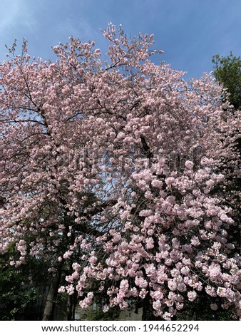 Beautiful cherry blossoms in DC.