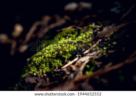 A beautiful telephoto shot of moss on the forest floor.