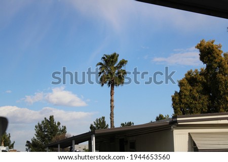 Lone palm tree stands against cloudy sky