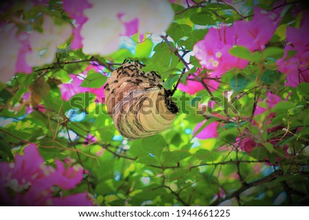 wasp niche surrounded by flower, background, pink, wildlife