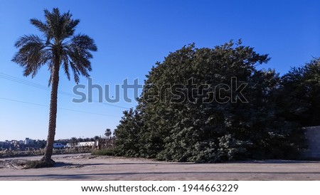 A lonely palm tree at the edge of a road next to a lush green tree on a blue sky background