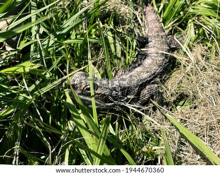 Bearded dragon lizard hidden in long lawn.