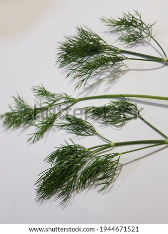 Dill has been found in the tomb of Egyptian Pharaoh Amenhotep II,
Dill or ‘ Soya Leaf’ is an aromatic herb with delicate, feathery green leaves. Sometimes referred to as dill weed.