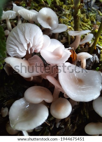 because it is rainy and humid, it becomes a fungus that grows a lot in the garden