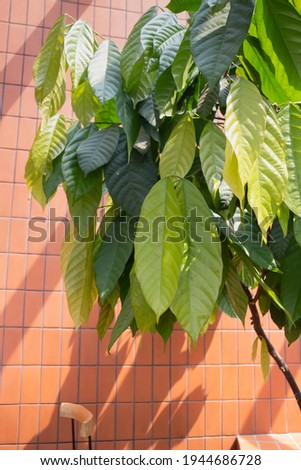 Green leaves of a cocoa tree, stock photo