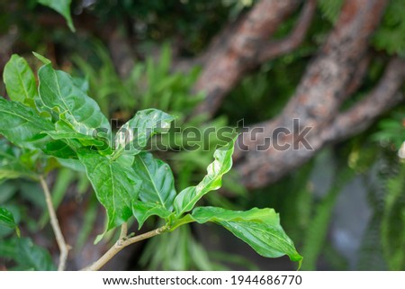Varieties tropical rainforest foliage plants, stock photo