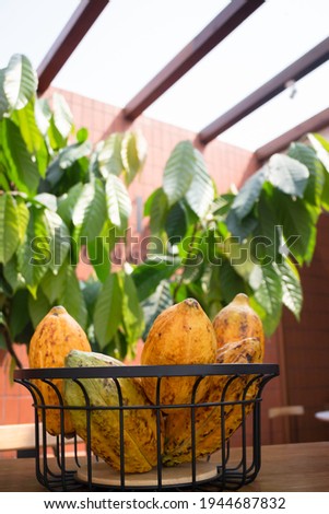 Cocoa fruits bowl on table, stock photo