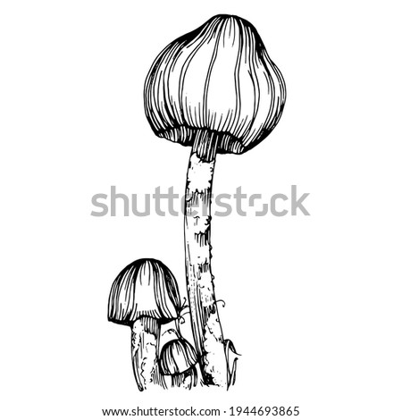 Mushroom illustration sketch for logo. Mushrooms tattoo highly detailed in line art style. Black and white clip art isolated on white background. Antique vintage engraving illustration.