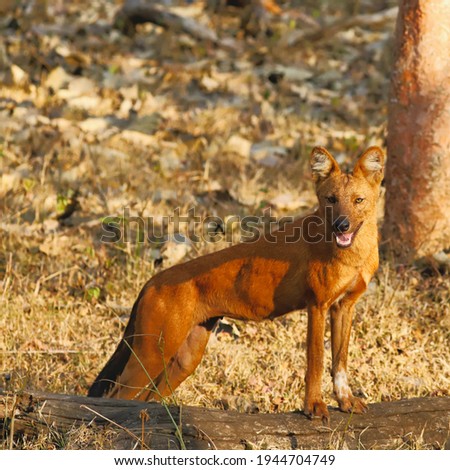 Dhole, also known as Indian wild dog or red dog, is a canid native of some parts of Asia